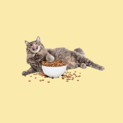 cat food