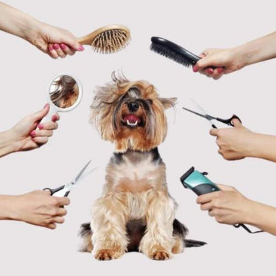 Dog Grooming