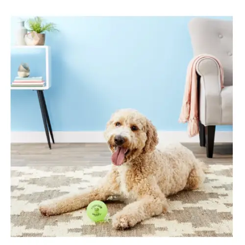 Spunky Pup Fetch & Glow Ball Dog Toy - Dog Toys